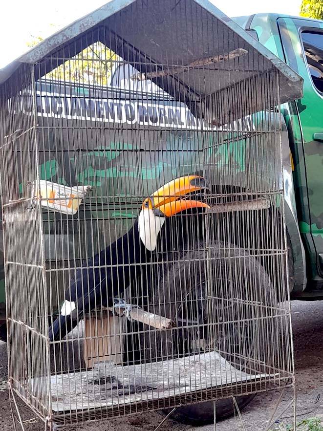 De tucano a apreendido a pesca irregular e confusão de vizinho na rotina do Batalhão Ambiental